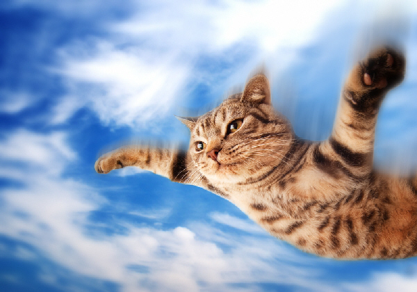 Flying cat.jpg