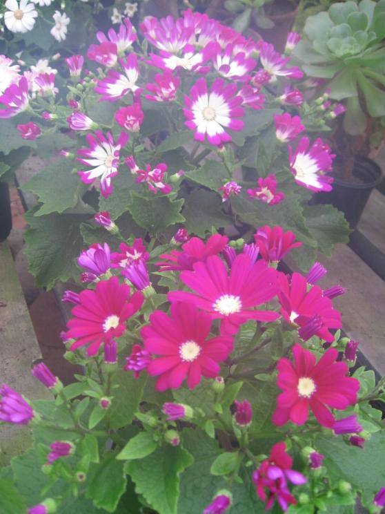 Cineraria 11-01-13.jpg