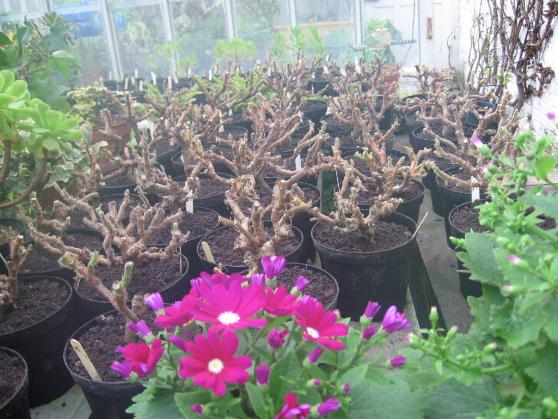 Pelargoniums 11-01-13.jpg