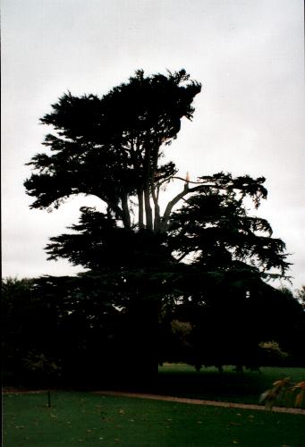 Gunby Cedar during gale of 30-10-2000 Photo 3.JPG