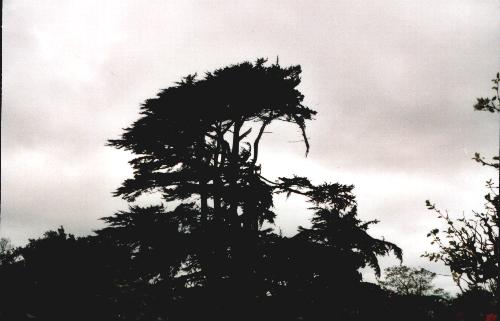 Gunby Cedar during gale of 30-10-2000 Photo 2.JPG