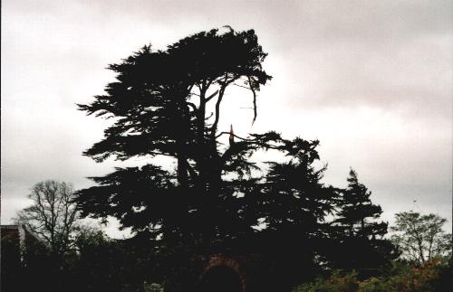 Gunby Cedar during gale of 30-10-2000 Photo 1.JPG