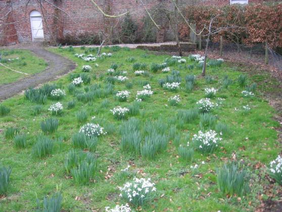 22 March 2013 Snowdrops.jpg