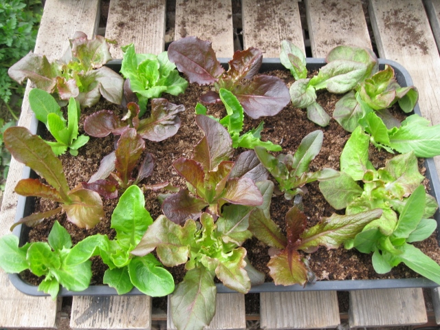 IMG_1319 (640x480).jpg