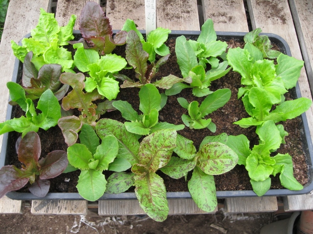 IMG_1318 (640x480).jpg