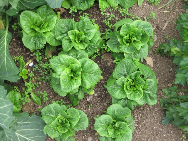 IMG_1326 (640x480).jpg