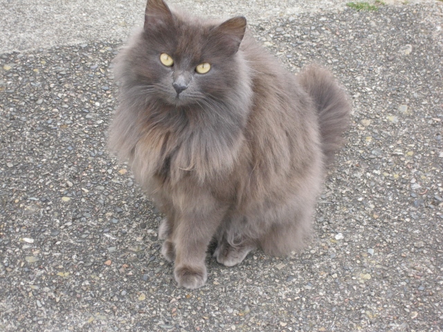 IMG_1333 (640x480).jpg