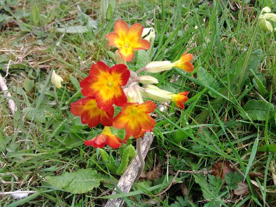 Cowslip x Primula 2.jpg