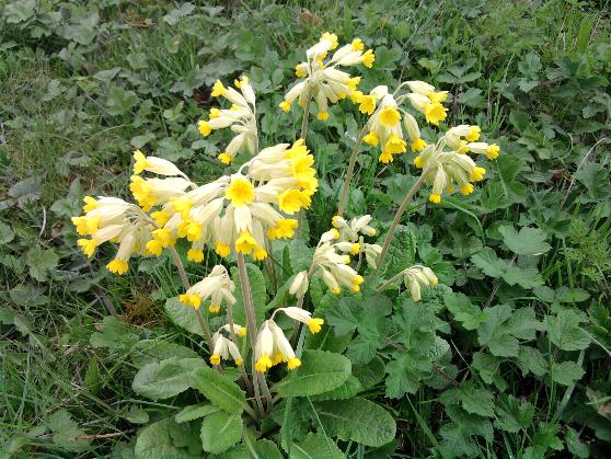Cowslip.jpg