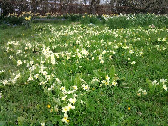 Primroses 27-4-13.jpg