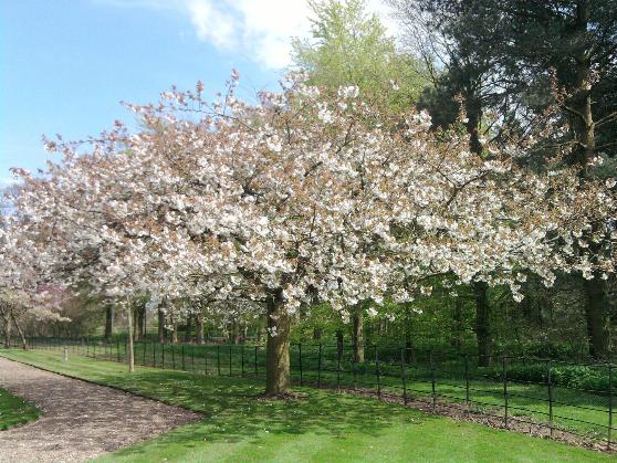 Prunus Tai Haku 4-5-13.jpg