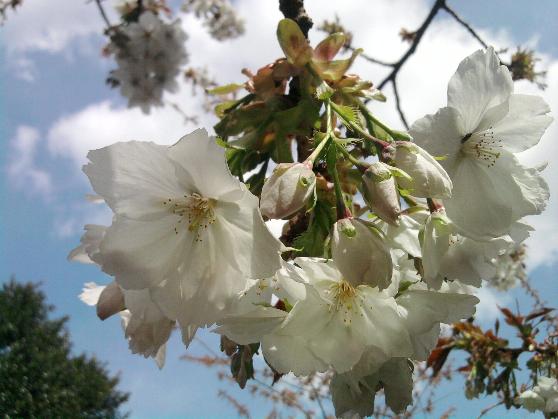 Great White Cherry 4-5-13.jpg