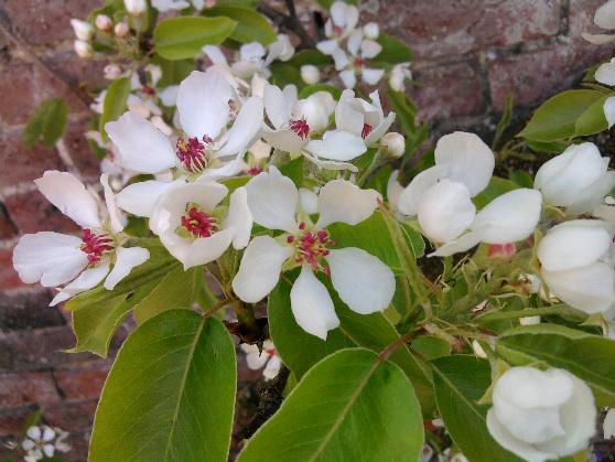 Durondeau blossom 6-5-13.jpg