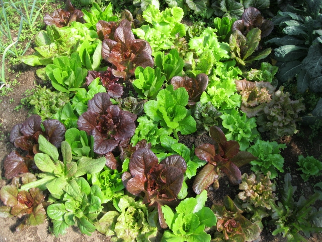 IMG_1335 (640x480).jpg