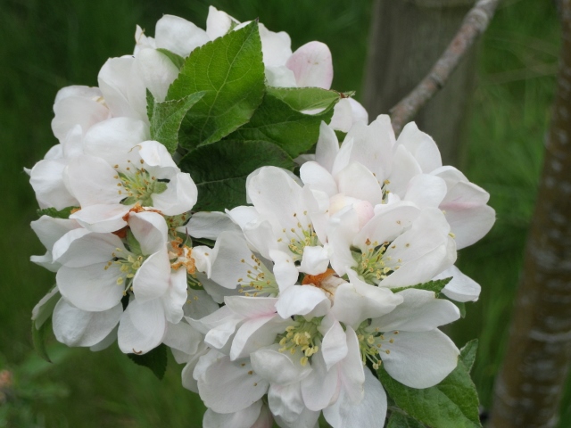 IMG_1340 (640x480).jpg