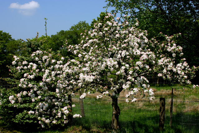 Lanes Prince Albert.jpg
