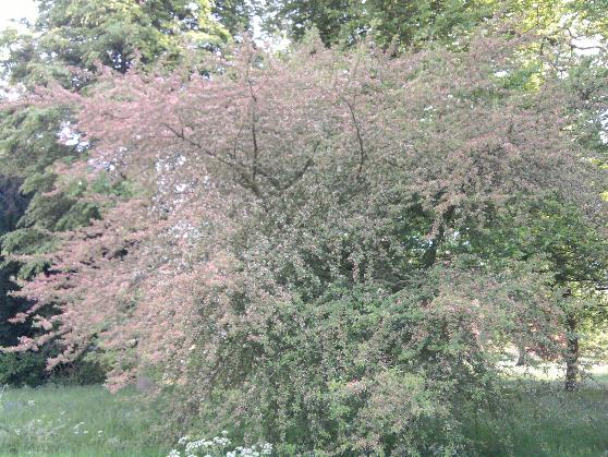 Malus transitoria.jpg