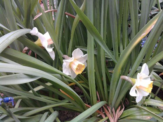 Daffodils 12-6-13.jpg