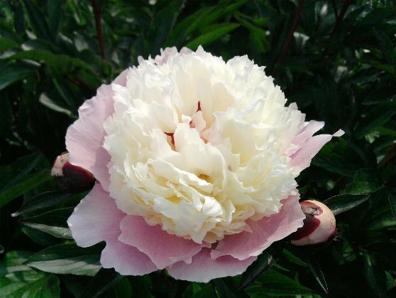 Peony b.jpg