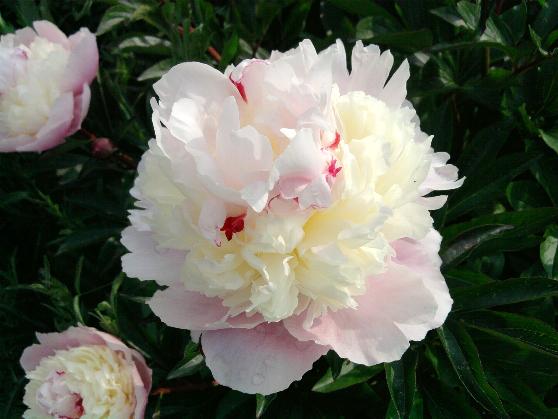 Peony a.jpg