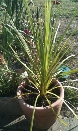 Lemon Grass (a).PNG