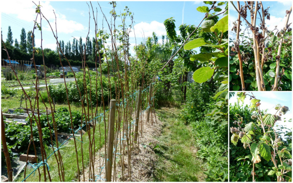 2013-06-24 allotment 24 JUne 20131.jpg