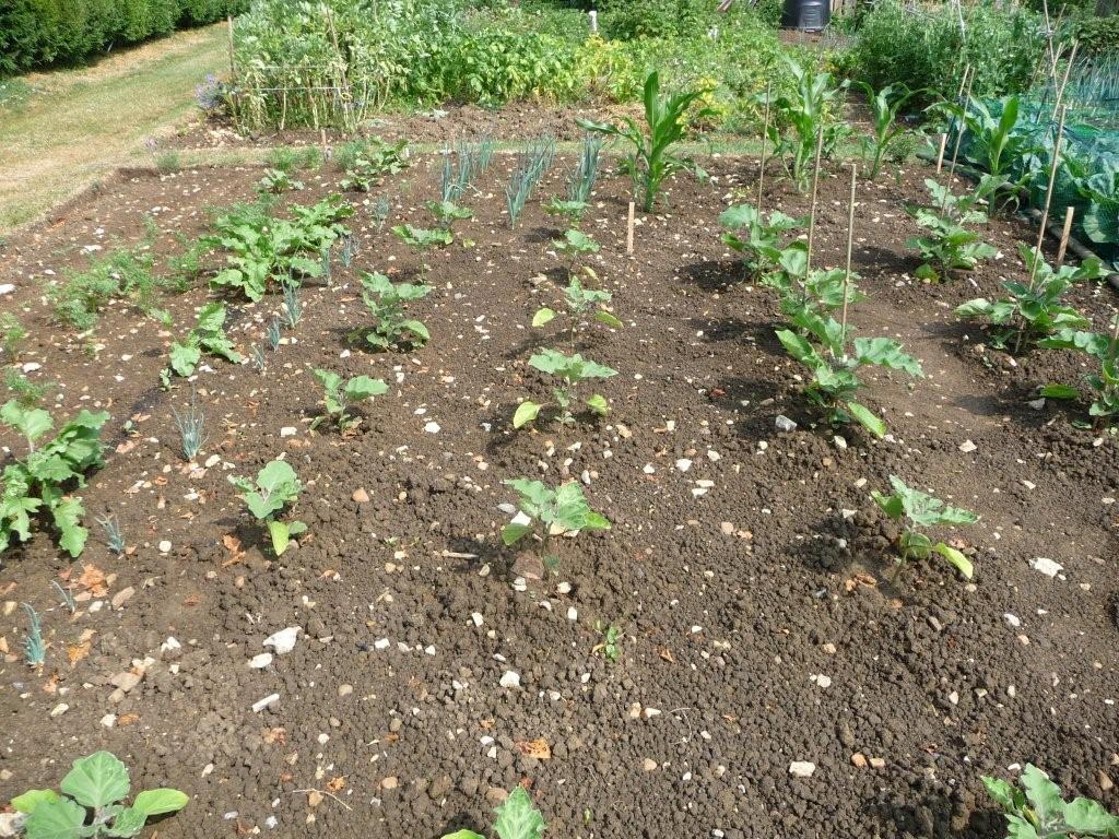 aubergines, corn, leeks