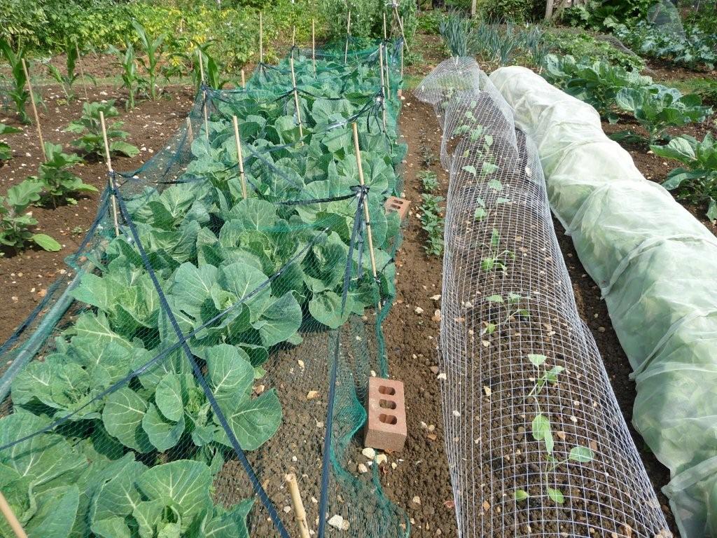 cabbage, kale, purple sprouting, lettuces etc (under cloche)