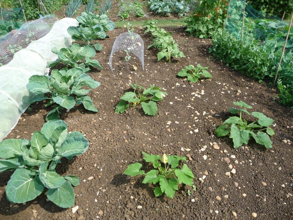 brussels, courgettes, french beans