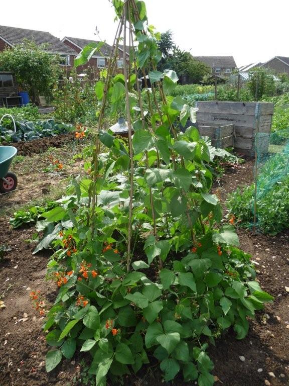 runner beans