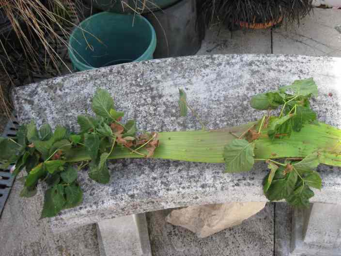 IMG_1300 Mike's blackberry.jpg