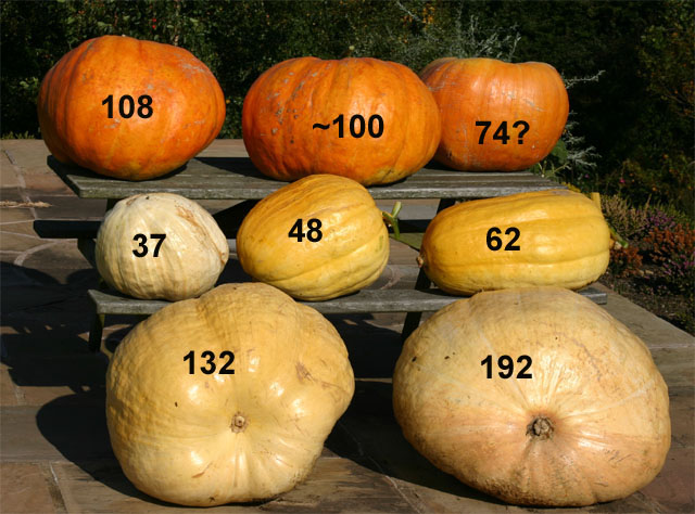 Pumpkin Group 2.jpg
