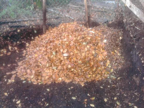 First stock of new season leaves 23-10-13.jpg