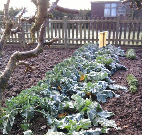 Broc & Cauli 12-1-14.jpg