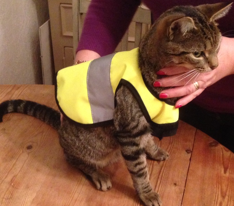 Hi-Vis Filbert.JPG