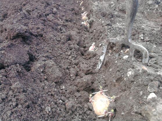 Vales Emerald 22-2-14.jpg