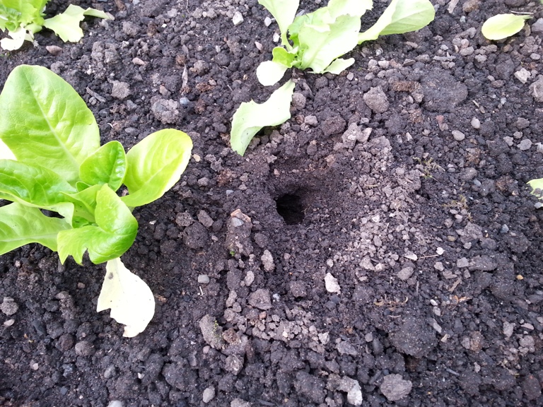 Raised bed hole.jpg