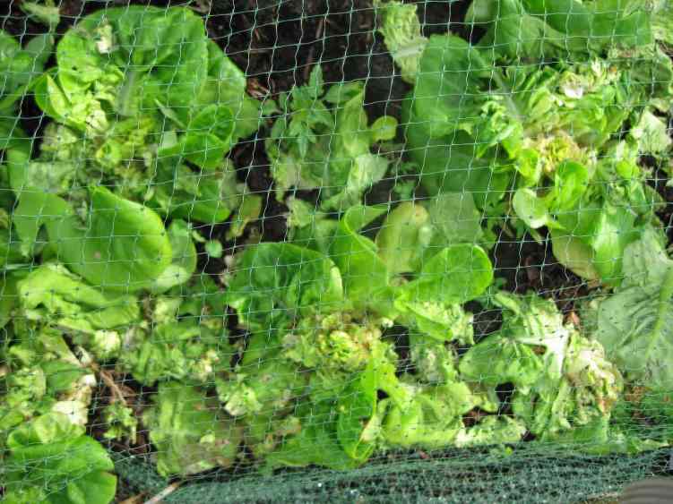 1423 -  Little Gem.jpg