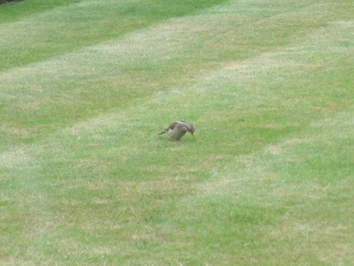 Wryneck, front lawn 31-8-14.jpg