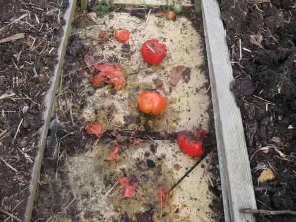 IMG_1506 trashed tomatoes.jpg