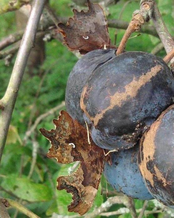 Comma butterfly feeding on damson.jpg