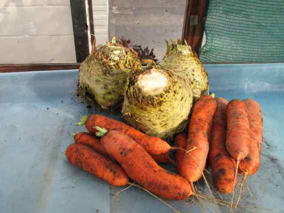 IMG_0009 carrots and celeriac - 2.jpg