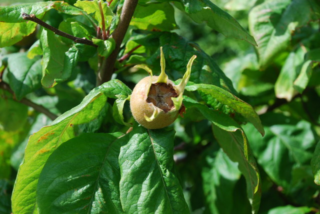 medlar.jpg