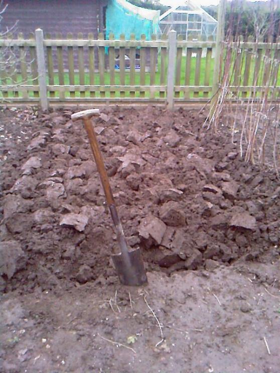 Christmas digging at home 23-12-14.jpg