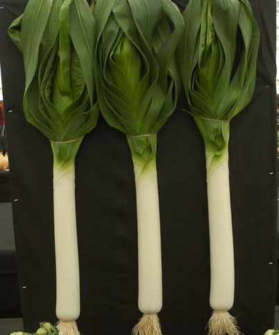 Leeks-at-Malvern-Show.jpg