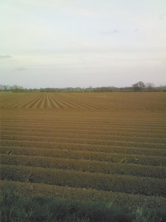 Next doors potatoes.jpg