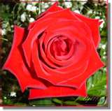 Red Rose.jpg