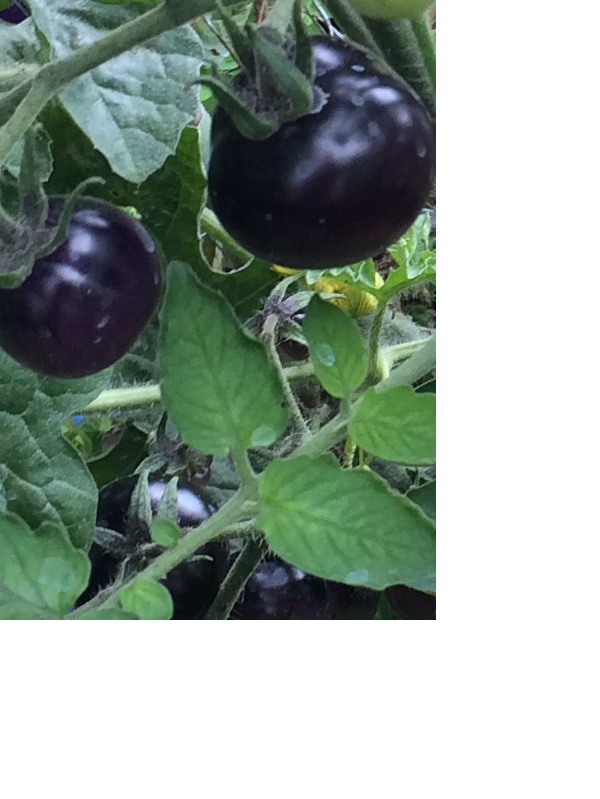 James Wong Black Tomatoes.jpg