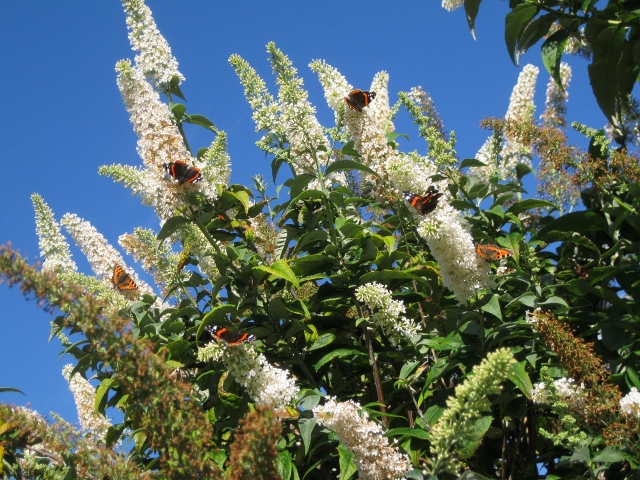 IMG_1555 (640x480).jpg