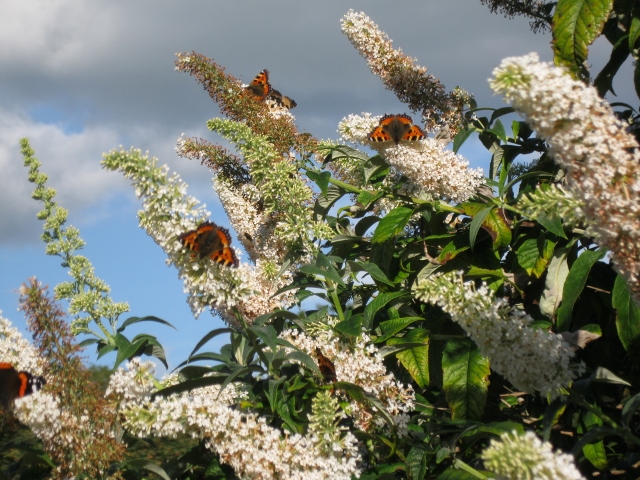 IMG_1556 (640x480).jpg